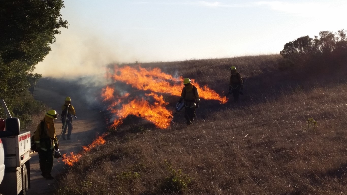 Previous prescribed burn at Wilder Ranch State Park